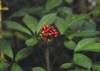 Khi tinh hoa dược liệu Việt đồng hành cùng nhịp sống hiện đại