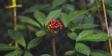 Khi tinh hoa dược liệu Việt đồng hành cùng nhịp sống hiện đại