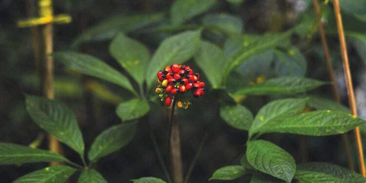 Khi tinh hoa dược liệu Việt đồng hành cùng nhịp sống hiện đại