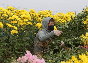 Mỏi tay chốt đơn ở vựa hoa lớn nhất Quảng Ninh, nông dân thu hơn nửa tỷ đồng