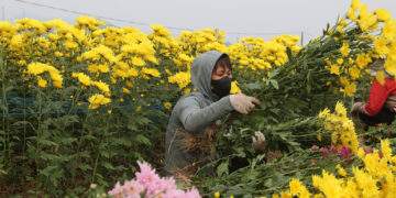 Mỏi tay chốt đơn ở vựa hoa lớn nhất Quảng Ninh, nông dân thu hơn nửa tỷ đồng