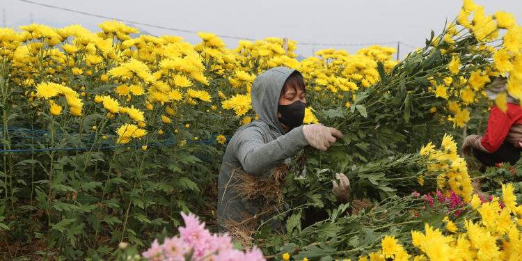 Mỏi tay chốt đơn ở vựa hoa lớn nhất Quảng Ninh, nông dân thu hơn nửa tỷ đồng