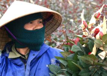 Mỗi vụ Tết, người dân trồng hoa ở Thanh Hóa kiếm 100 triệu nhẹ nhàng