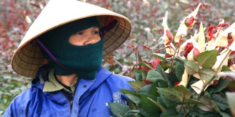 Mỗi vụ Tết, người dân trồng hoa ở Thanh Hóa kiếm 100 triệu nhẹ nhàng