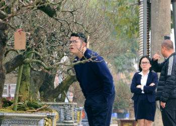 Thuê đào cổ chơi Tết nở rộ ở Thanh Hóa, có cây giá tới 150 triệu đồng