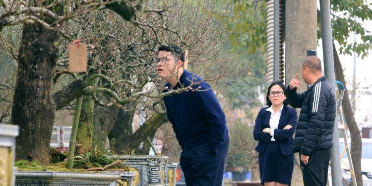 Thuê đào cổ chơi Tết nở rộ ở Thanh Hóa, có cây giá tới 150 triệu đồng