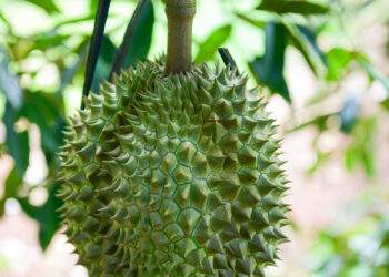 Trung Quốc chi 7,2 tỷ USD mua sầu riêng, thị phần của Việt Nam sắp vượt Thái Lan