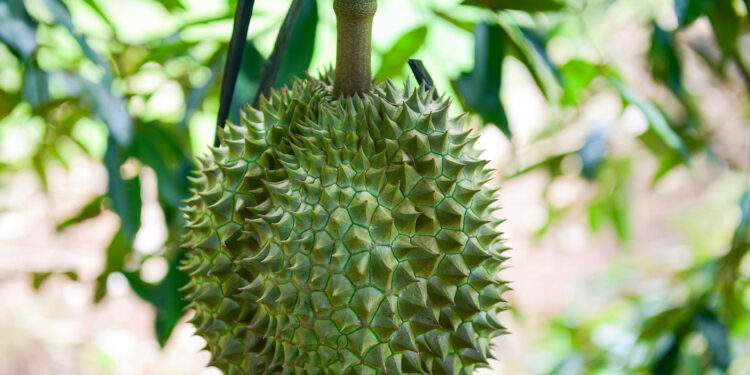 Trung Quốc chi 7,2 tỷ USD mua sầu riêng, thị phần của Việt Nam sắp vượt Thái Lan