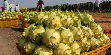 Vietnam’s dragon fruit exports tumble to 11-year low