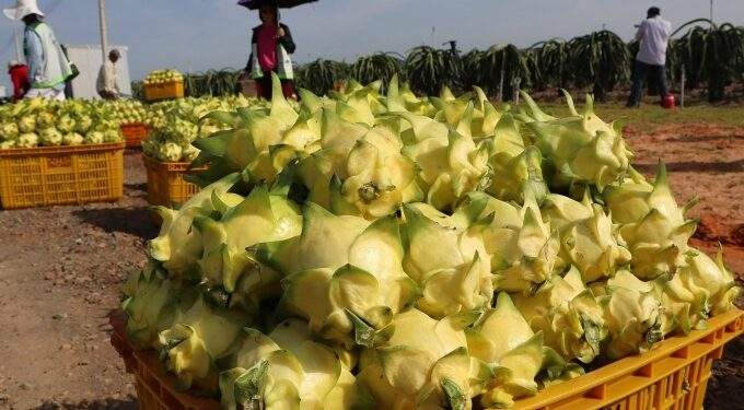 Vietnam’s dragon fruit exports tumble to 11-year low