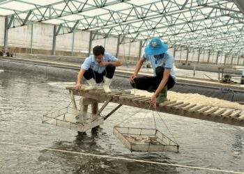 Vietnam’s seafood exports surpass $11 billion in 2025