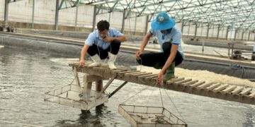 Vietnam’s seafood exports surpass $11 billion in 2025