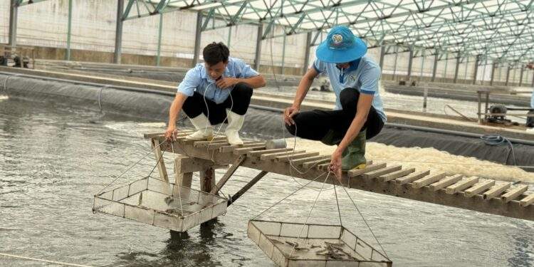 Vietnam’s seafood exports surpass $11 billion in 2025