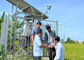 Hệ thống giám sát côn trùng thông minh góp phần nâng cao năng lực sản xuất lúa tại nhiều địa phương tại Vĩnh Long