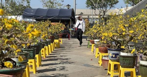 Chợ hoa Đà Nẵng ế ẩm ngày 28 Tết tiểu thương lo lắng vì sức mua giảm mạnh