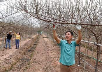 Đào huyền lên ngôi, nhiều hộ dân Bắc Ninh đổi đời mỗi dịp Tết