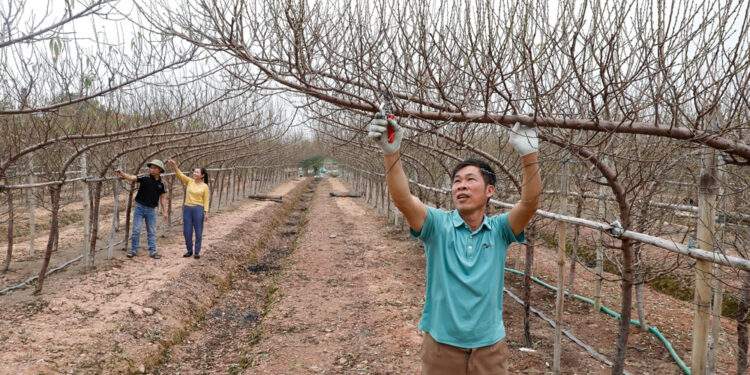 Đào huyền lên ngôi, nhiều hộ dân Bắc Ninh đổi đời mỗi dịp Tết