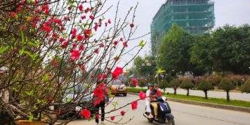 Đào nở thắm phố phường, tiểu thương đành phải chặt bỏ cây không kịp vào Tết