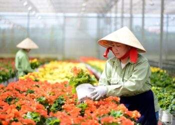 Đổi mới, nâng cao chất lượng đào tạo nghề nông thôn đến năm 2030