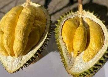 Durian prices jump above $5.4 per kg after Tet