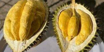 Durian prices jump above $5.4 per kg after Tet