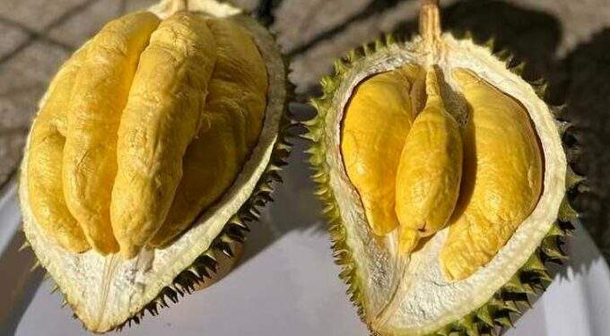 Durian prices jump above $5.4 per kg after Tet