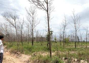 Gia Lai thu hồi đất cao su kém hiệu quả để phát triển kinh tế