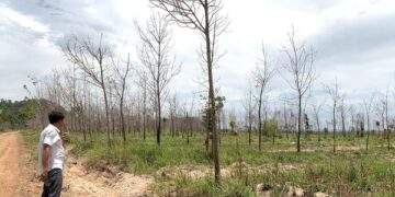 Gia Lai thu hồi đất cao su kém hiệu quả để phát triển kinh tế