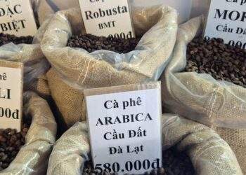 Giá cà phê hôm nay 13-2: Tăng mạnh sát Tết