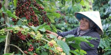 Làng “tỷ phú” giữa lòng cao nguyên