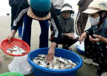 Loài cá thân mềm giá tới 1 triệu đồng/kg đầu năm 'cháy hàng'