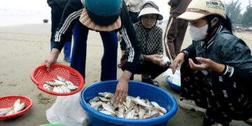 Loài cá thân mềm giá tới 1 triệu đồng/kg đầu năm 'cháy hàng'