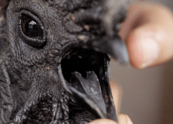 Loài vật đen sì toàn thân, trứng giá cả triệu đồng vẫn không đủ bán