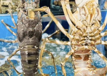 Lý do Trung Quốc bao mua gần như toàn bộ tôm hùm xuất khẩu của Việt Nam