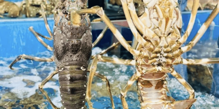 Lý do Trung Quốc bao mua gần như toàn bộ tôm hùm xuất khẩu của Việt Nam