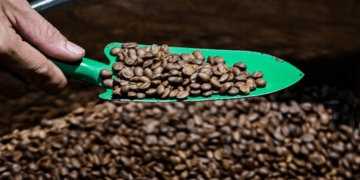 Mở hàng đầu năm, nhiều nước chi tiền gấp 3-4 lần mua một loại hạt của Việt Nam