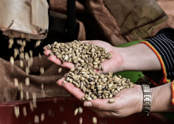 Một loại hạt giúp Việt Nam thắng đậm trên thế giới, mang về gần 9 tỷ USD