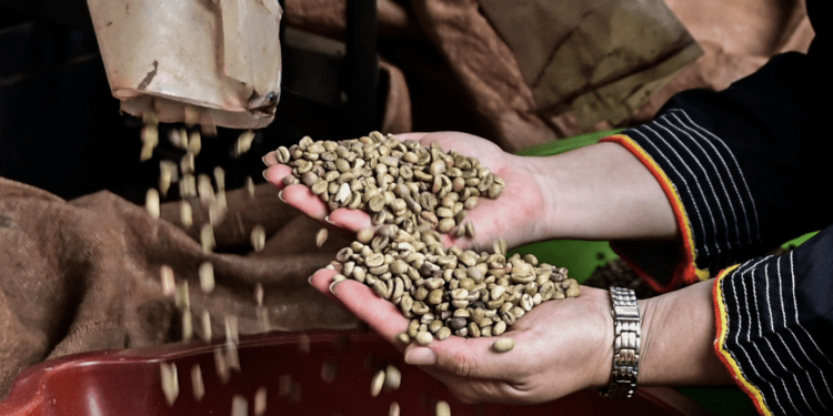 Một loại hạt giúp Việt Nam thắng đậm trên thế giới, mang về gần 9 tỷ USD