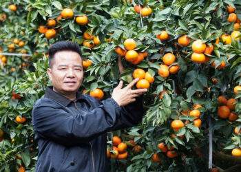 Nghệ nhân chầu văn biến 80ha đất hoang thành vườn cam trĩu quả