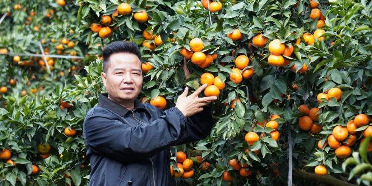 Nghệ nhân chầu văn biến 80ha đất hoang thành vườn cam trĩu quả