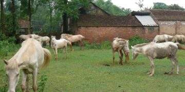 Ngựa bạch ở Xóm Phẩm