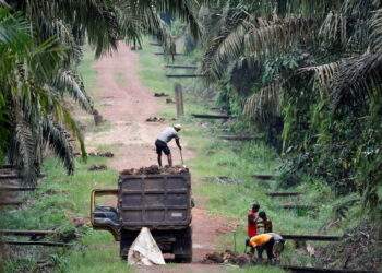 Palm oil producer Genting Plantation’s profits slashed by Indonesia's fine