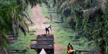 Palm oil producer Genting Plantation’s profits slashed by Indonesia's fine