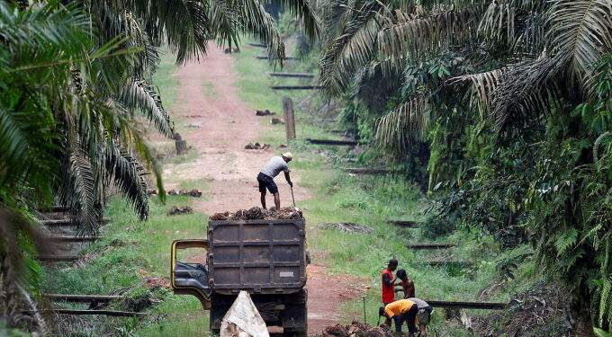 Palm oil producer Genting Plantation’s profits slashed by Indonesia's fine