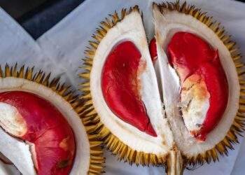 Red durian could become Malaysia’s next big agro-tourism hit, says assemblyman