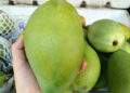 Specialty Mekong Delta mango prices rise 33% ahead of Tet on low supply