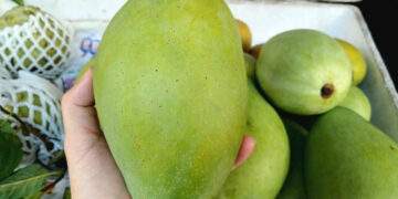 Specialty Mekong Delta mango prices rise 33% ahead of Tet on low supply