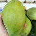 Specialty Mekong Delta mango prices rise 33% ahead of Tet on low supply