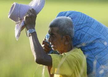 Thai rice exports fall sharply in January