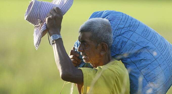 Thai rice exports fall sharply in January